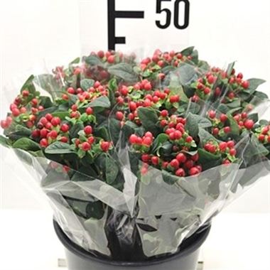 Hypericum - 5 stem bunches