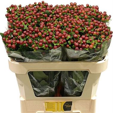 Hypericum coco grando
