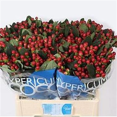 Hypericum Coco Langano