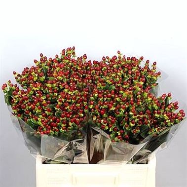 Hypericum Excellent Flair