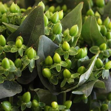 Hypericum Forest Flair