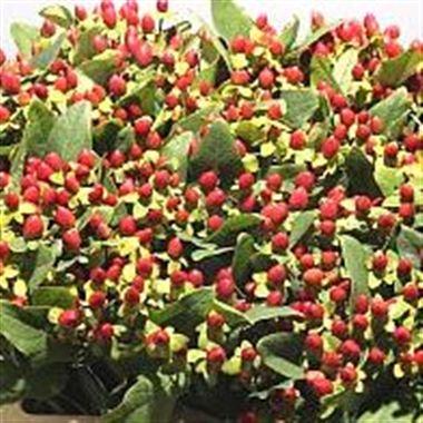 Hypericum Go Red