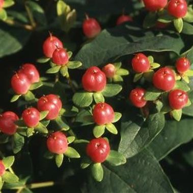 Hypericum X Inodorum Magical
