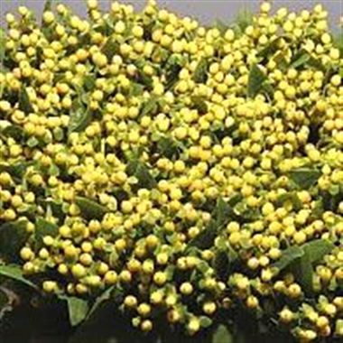 Hypericum Ivory Flair