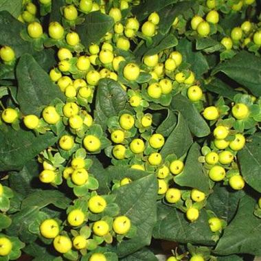 Hypericum Lemon Flair