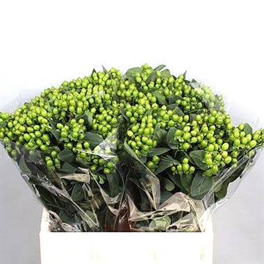 Hypericum Magical Green Power