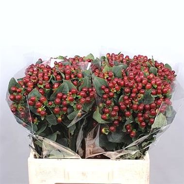 Hypericum Magical Mocca
