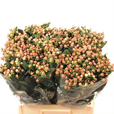 Hypericum Magical Pink Giant