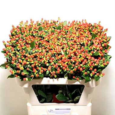 Hypericum Pinky Flair