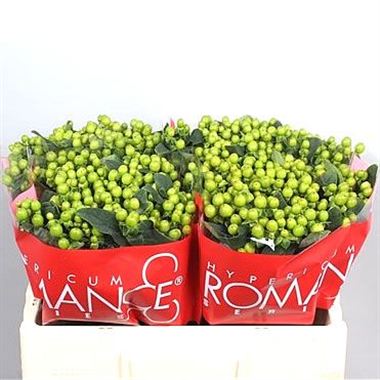 Hypericum Selva Romance