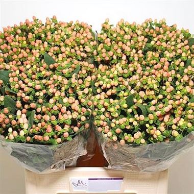 Hypericum Sugar Flair