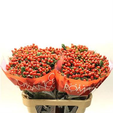 Hypericum True Romance