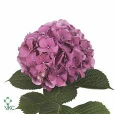 Hydrangea Xenon Purple