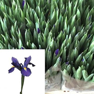 Iris Blue Magic