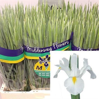 Iris White Magic
