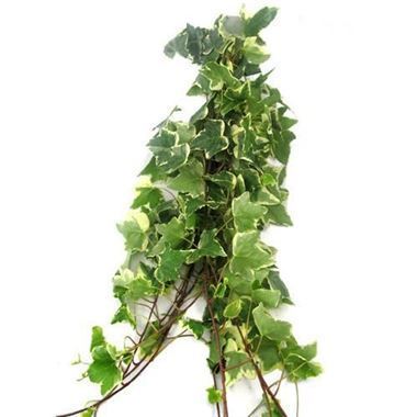Ivy Trails Variegated 70cm