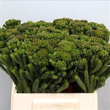 Kaaps Brunia Albiflora