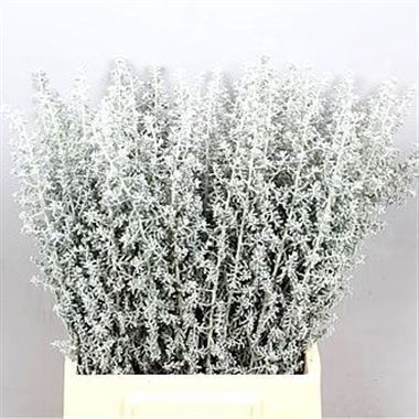 Kochia