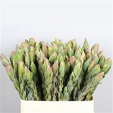 Leucadendron Discolor