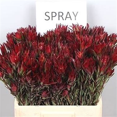 Leucadendron Salignum Blush (Spray)