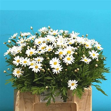 Leucanthemum