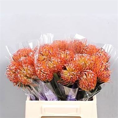 Leucospermum Naomi