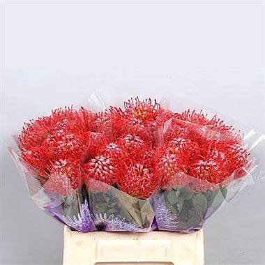 Leucospermum Rigoletto