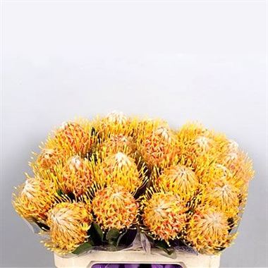 Leucospermum Veldfire