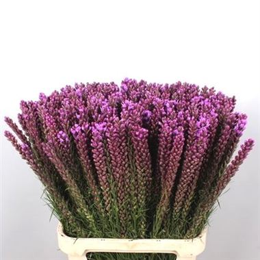 Liatris Spicata Callilepis