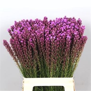 Liatris Callilepis