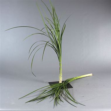 Lily Grass