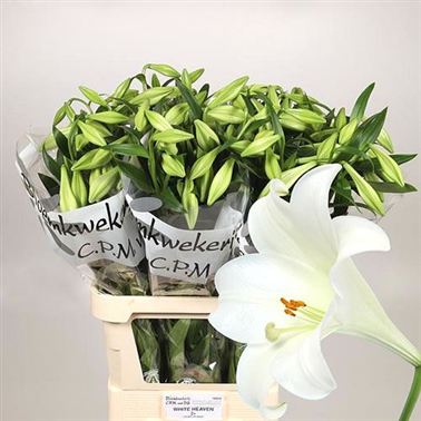Lily Longi. White Heaven