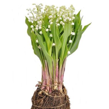 Lily Of The Valley - Convallaria (inc. root ball)
