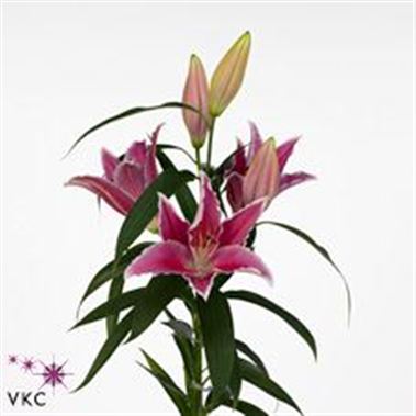Lily oriental - Da Silva