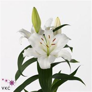 Lily Oriental - Matrone