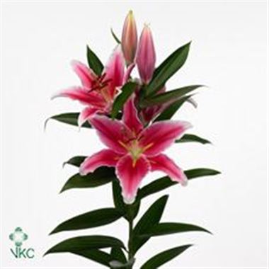 Lily Oriental - Paradero