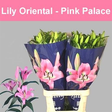 Lily Oriental - Pink Palace