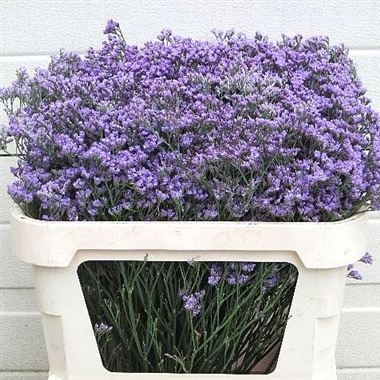 Limonium Maine Blue