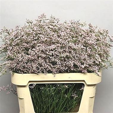 Limonium Pink Emille