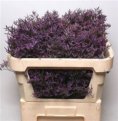 Limonium Safora Dark Blue