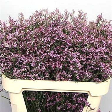Limonium Safora Lilac