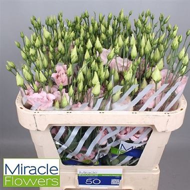 Eustoma Lisianthus dbl. Corelli Peachy Pink