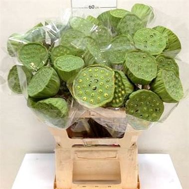 Lotus Heads Natural