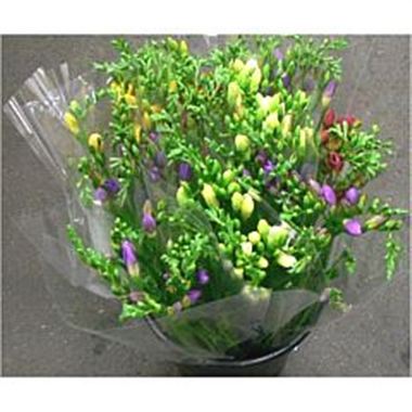 Mixed Freesia - 10 stem bunches