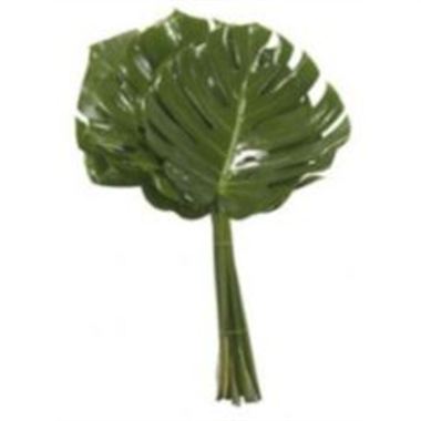 Monstera leaves Large