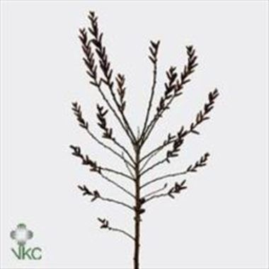 Myrica Gale (Bog Myrtle)