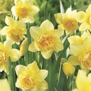 Narcissus - Dick Wilden Double
