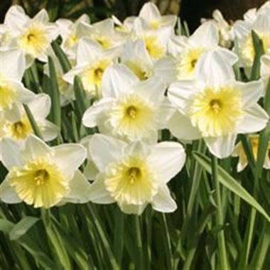 Narcissus - Ice Follies