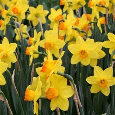 Narcissus - Pinza