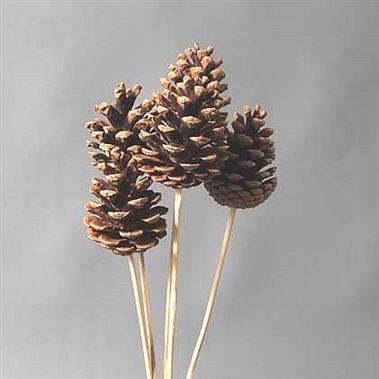 Natural Pine Cone Picks x 50